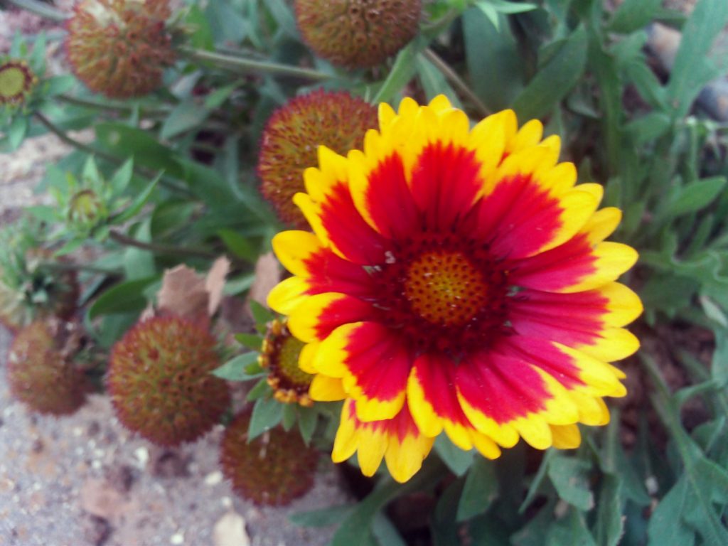 Automatic Fertilization System Makes Lush Flowers