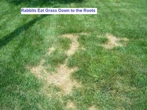 rabbits eat roots